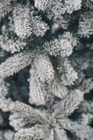 Brad artificial Divi Trees Collection Mont Blanc 2.4m imaginea #4 — magazin online Desire.md