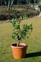 Садовый защитный мешок Stocker 4758 фото №2 — интернет-магазин Desire.md