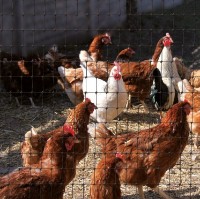 Plasa pentru gard Greentech Gard Net (1.5x200) imaginea #3 — magazin online Desire.md