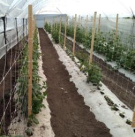 Plasă Tenax Hortonova (2.04x1000) imaginea #3 — magazin online Desire.md