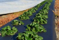 Agrofibre Greentech 60gr (1.6x100) Black imaginea #3 — magazin online Desire.md