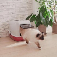 Tava pentru pisici Ferplast Magix imaginea #2 — magazin online Desire.md