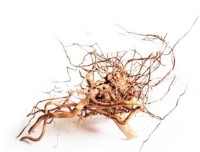 Decor pentru acvarii și terarii Aquael Root Driftwood S (109342) imaginea #4 — magazin online Desire.md