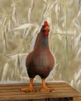 Figurina gradina Figuren Discounter Chicken (Z2504)