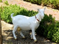 Figurina gradina Figuren Discounter Goat (Z041)