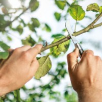 Садовый нож Cellfast 40260 фото №3 — интернет-магазин Desire.md