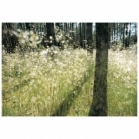 Fototapete Komar 8-500 Sparkling Light  imaginea #1 — magazin online Desire.md