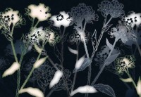 Fototapete Komar 8-898 Bellezza  imaginea #1 — magazin online Desire.md