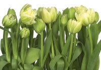 Фотообои Komar 8-900 Tulips  фото №1 — интернет-магазин Desire.md