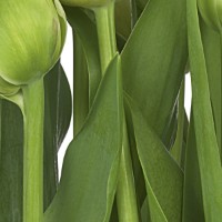 Фотообои Komar 8-900 Tulips  фото №2 — интернет-магазин Desire.md