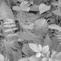 Fototapete Komar 8-914 Forest Floor imaginea #2 — magazin online Desire.md