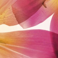 Fototapete Komar 8-928 Summer Sun imaginea #2 — magazin online Desire.md