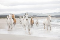 Fototapete Komar 8-986 White Horses  imaginea #1 — magazin online Desire.md