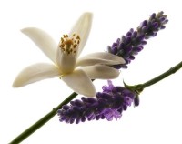 Парфюм для неё Yves Saint Laurent Libre EDP 50ml фото №3 — интернет-магазин Desire.md