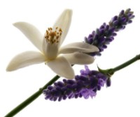 Парфюм для неё Yves Saint Laurent Libre EDP 90ml фото №2 — интернет-магазин Desire.md