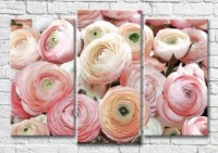 Картина Magic Color Ranunculus Pink flowers (3565211)