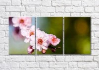 Картина Magic Color Sakura branch on Dark/Green background (500203)