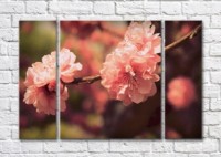 Картина Magic Color Sakura branch with large fluffy flowers (500205)