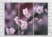 Картина Magic Color Sakura branch with small flowers (500206)