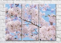 Картина Magic Color Sakura branches in bloom (500225)