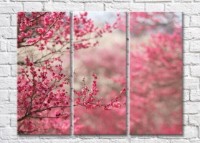Картина Magic Color Sakura branches in Pink (500224)