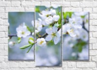 Картина Magic Color Sakura branches with White flowers (500172)