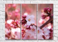 Картина Magic Color Sakura buds and flowers (500169)