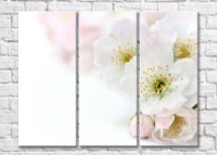 Картина Magic Color Spring fruit flowers on White background (500171)