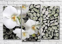 Картина Magic Color A branch of a White orchid against a background of patterned stones (3565187)