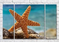 Картина Magic Color Big starfish by the sea (3469213)