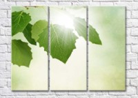 Картина Magic Color Birch branch with leaves in the sun (500183)