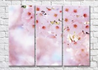 Картина Magic Color Blooming sakura branch on a Pink background (500215)