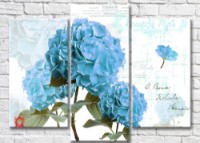 Картина Magic Color Blue hydrangea on a light background (3517887)