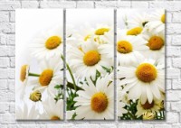Картина Magic Color Bouquet of daisies on a White background (500157)