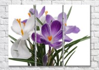 Картина Magic Color Bouquet of White and Purple crocuses (500113)