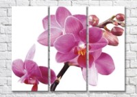 Картина Magic Color Branch of a Pink orchid with large flowers and buds (500196)