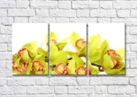 Картина Magic Color Branch of Green orchid on a White background (500186)
