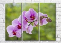 Картина Magic Color Branch of Lilac orchid on a Green background (500207)