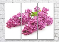 Картина Magic Color Branch of Pink lilac on a White background (500201)