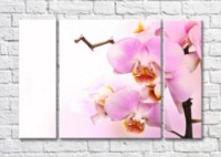 Картина Magic Color Branch of Pink orchid on a White background (500195)