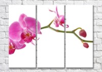 Картина Magic Color Branch of Pink orchid with flowers and buds (500197)