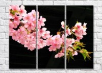 Картина Magic Color Branch of Pink sakura on a Black background (500200)
