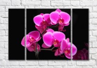 Картина Magic Color Branch of Purple orchid on Black background (500210)