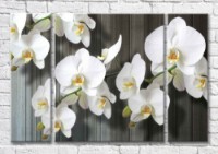Картина Magic Color Branch of White orchid on a Gray plank background (3565145)