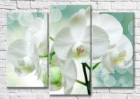 Картина Magic Color Branch of White orchid on a Green background (3517893)