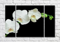 Картина Magic Color Branch of White orchid on Black background (500177)