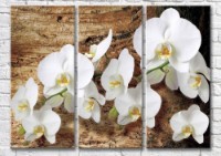 Картина Magic Color Branch of White orchid on woody background (3565129)