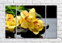Картина Magic Color Branch of Yellow orchid on wet Black pebbles (500184)