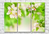Картина Magic Color Branches of a blossoming apple tree on a Green background (500173)