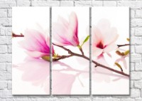 Картина Magic Color Branches of Pink magnolia on a White background (500221)